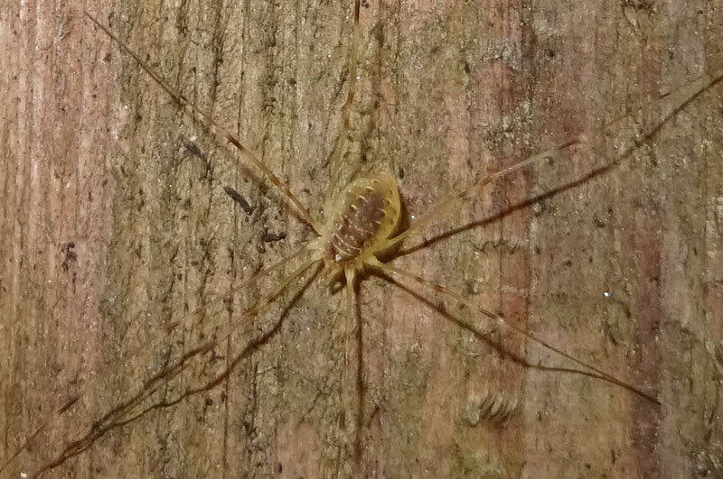 Opilio canestrini, femmina (Phalangiidae)